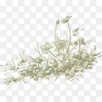 野花画片艺术-菊花-空若网 野花画片艺术-菊花-空若网