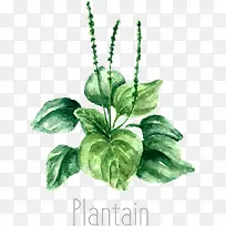 矢量车前草-空若网 矢量车前草-空若网