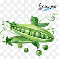 ˮ���㶹-������