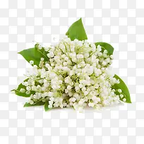 一束风信子-空若网 一束风信子-空若网