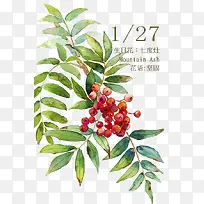 生日花-空若网 生日花-空若网