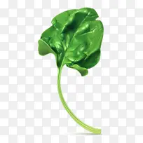 矢量菠菜叶-空若网 矢量菠菜叶-空若网