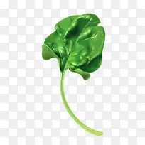 ʸ����ɫ�߲˲���Ҷ-������