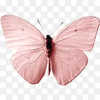 粉色蝴蝶-空若网 粉色蝴蝶-空若网