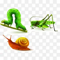 蜗牛黄虫-空若网 蜗牛黄虫-空若网