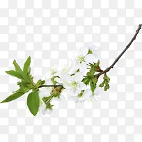 ��֦�ϵ��滨-������