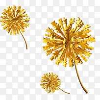 金钱树-空若网 金钱树-空若网