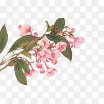 水彩红花白叶子-空若网 水彩红花白叶子-空若网