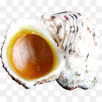 白色带黑点空心海螺-空若网 白色带黑点空心海螺-空若网