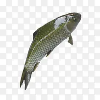 向上的鱼-空若网 向上的鱼-空若网