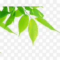 绿色清新时尚树影-空若网 绿色清新时尚树影-空若网