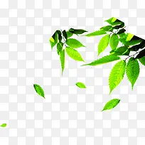 绿色时尚春天树叶树影-空若网 绿色时尚春天树叶树影-空若网