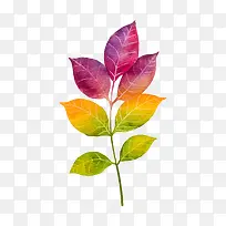 彩色叶子-空若网 彩色叶子-空若网