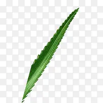 手绘创意高清芦荟-空若网 手绘创意高清芦荟-空若网