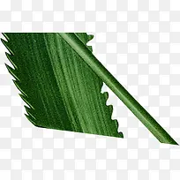 高清创意摄影绿色的芦荟造型-空若网 高清创意摄影绿色的芦荟造型-空若网