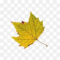 梧桐叶素材-空若网 梧桐叶素材-空若网