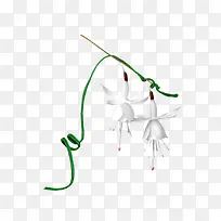 下垂白色花朵图-空若网 下垂白色花朵图-空若网