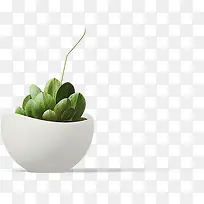 白色花盆多肉植物-空若网 白色花盆多肉植物-空若网