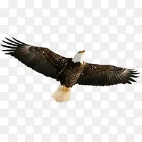 ����ĳ�ӥ-������