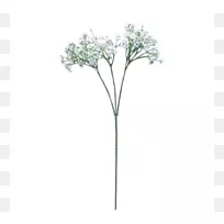 花束婴儿呼吸植物茎切花婴儿呼吸-空若网 花束婴儿呼吸植物茎切花婴儿呼吸-空若网