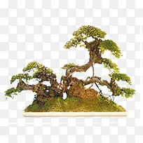 山顶上的小树-空若网 山顶上的小树-空若网