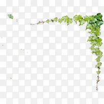 ����ϳ���ɫ����ҶЧ��������֦-������