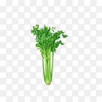 绿色蔬菜-空若网 绿色蔬菜-空若网