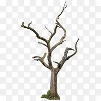 枯枝-空若网 枯枝-空若网