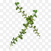 ��Ҷ������-������