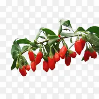 枸杞素材-空若网 枸杞素材-空若网