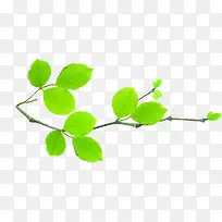 手绘合成绿色的树枝树叶效果-空若网 手绘合成绿色的树枝树叶效果-空若网