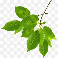 ��ɫ��֦�����ɳ�-������