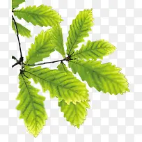 ��ɫ�ɳ�������֦-������