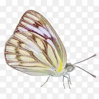 卡通图片动物矢量图 蝴蝶特写-空若网 卡通图片动物矢量图 蝴蝶特写-空若网