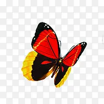 摄影夏日海报蝴蝶效果图-空若网 摄影夏日海报蝴蝶效果图-空若网