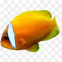 ��ɫ�����ȴ���-������