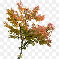 红色秋日枫叶大树-空若网 红色秋日枫叶大树-空若网