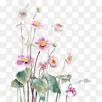 盛开的手绘花-空若网 盛开的手绘花-空若网