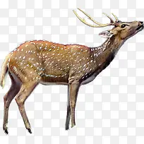 梅花鹿抬头看动物-空若网 梅花鹿抬头看动物-空若网