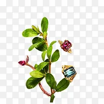 ��֦�ϵı�ʯ-������