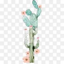 仙人掌-空若网 仙人掌-空若网