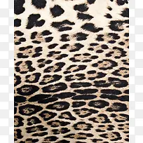 豹子斑点背景图案-空若网 豹子斑点背景图案-空若网