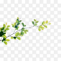 茂盛树枝叶子-空若网 茂盛树枝叶子-空若网