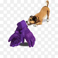 可爱的柴犬和紫色手套-空若网 可爱的柴犬和紫色手套-空若网