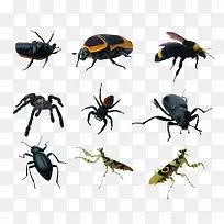 昆虫害虫-空若网 昆虫害虫-空若网