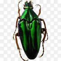 绿色甲壳虫-空若网 绿色甲壳虫-空若网