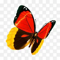 漂亮的蝴蝶-空若网 漂亮的蝴蝶-空若网