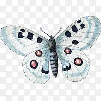漂亮的蝴蝶-空若网 漂亮的蝴蝶-空若网