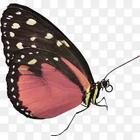 走路的蝴蝶-空若网 走路的蝴蝶-空若网