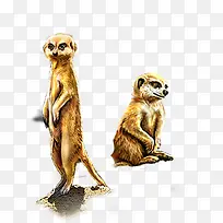 动物-空若网 动物-空若网